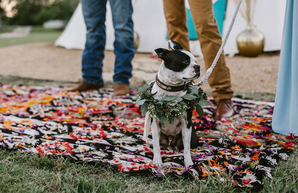 Pets no Casamento | Como incluir o cachorro no casamento | Noiva Ansiosa