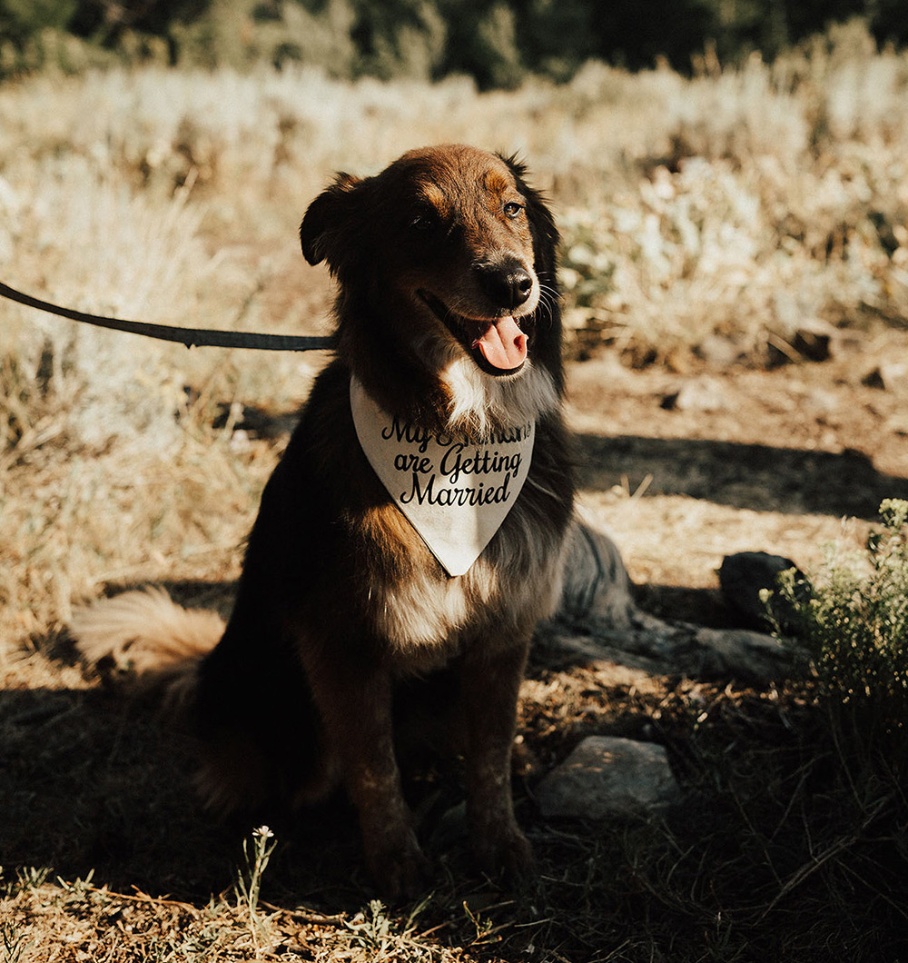 Pets no Casamento | Como incluir o cachorro no casamento | Noiva Ansiosa