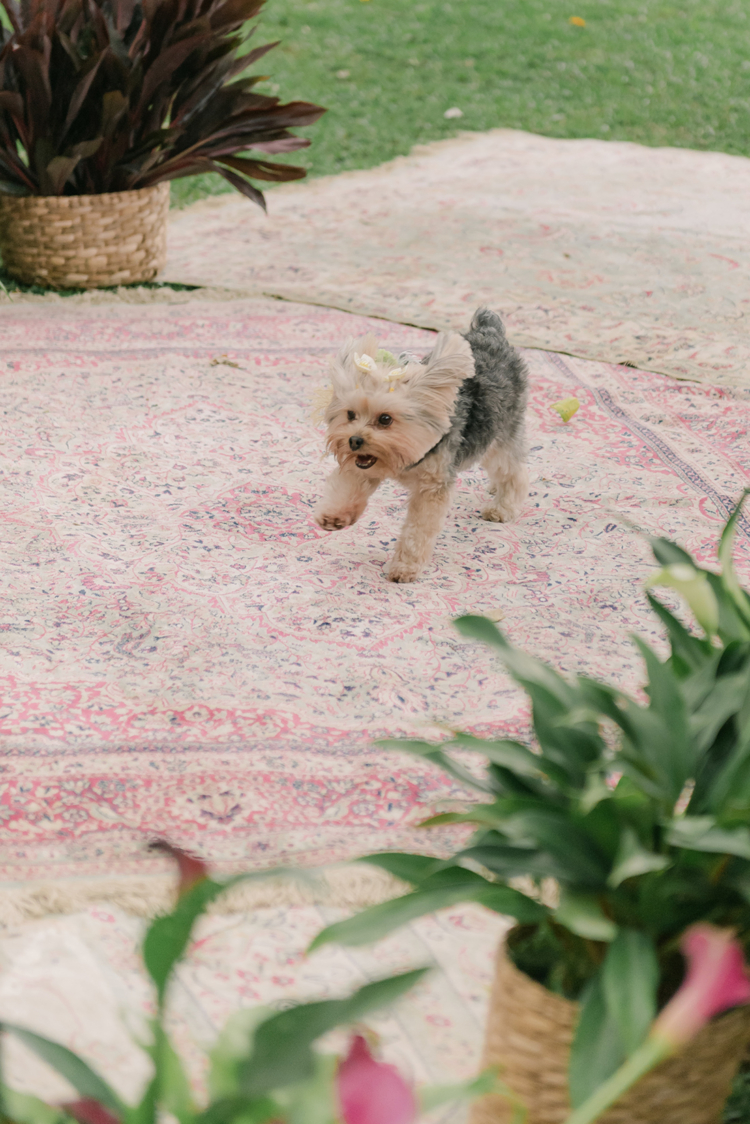 Renovação Flávia e Ivan - Pet no Casamento no Ravena Garden