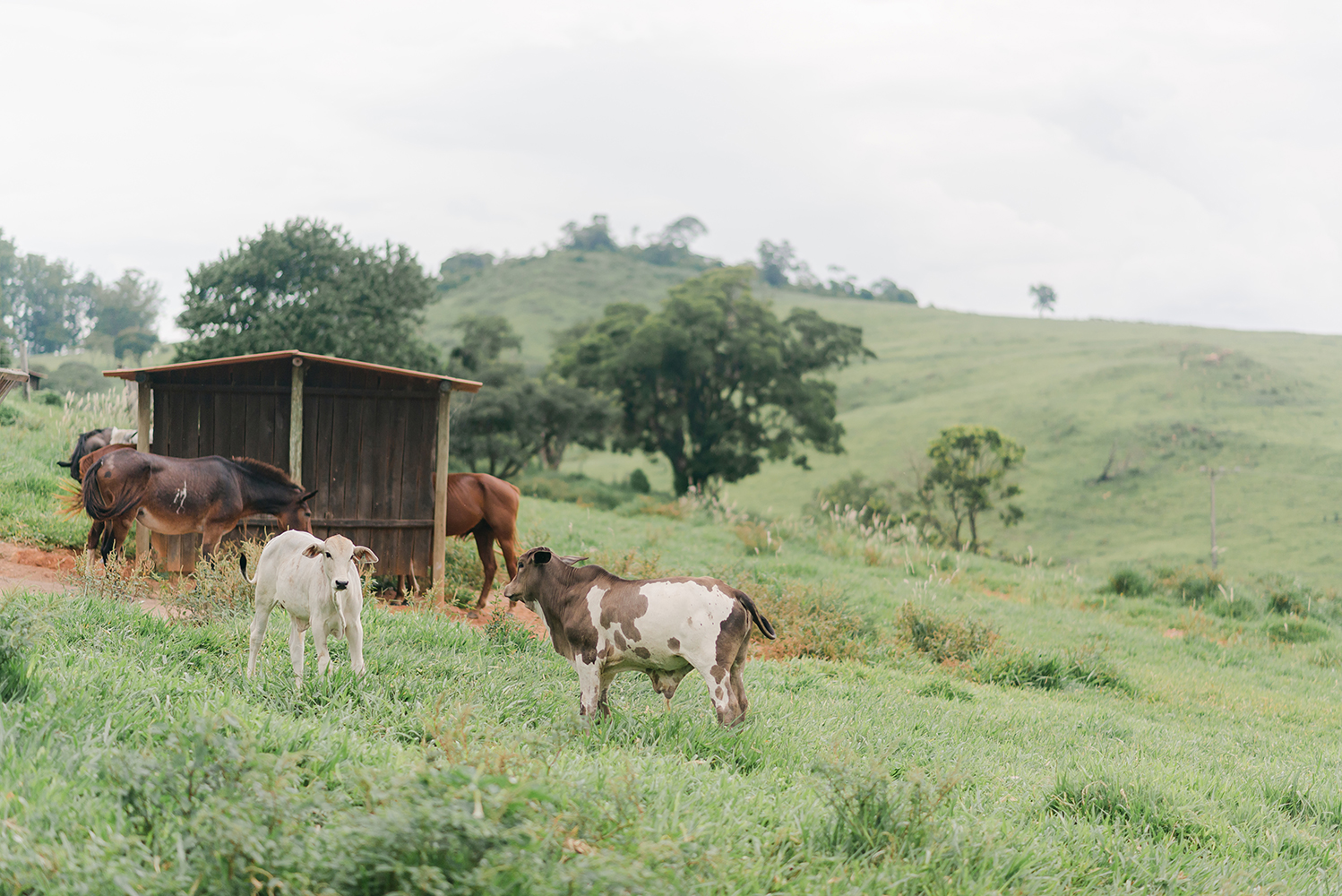 Ele disse SIM | Pedido de casamento na Fazenda Embauva