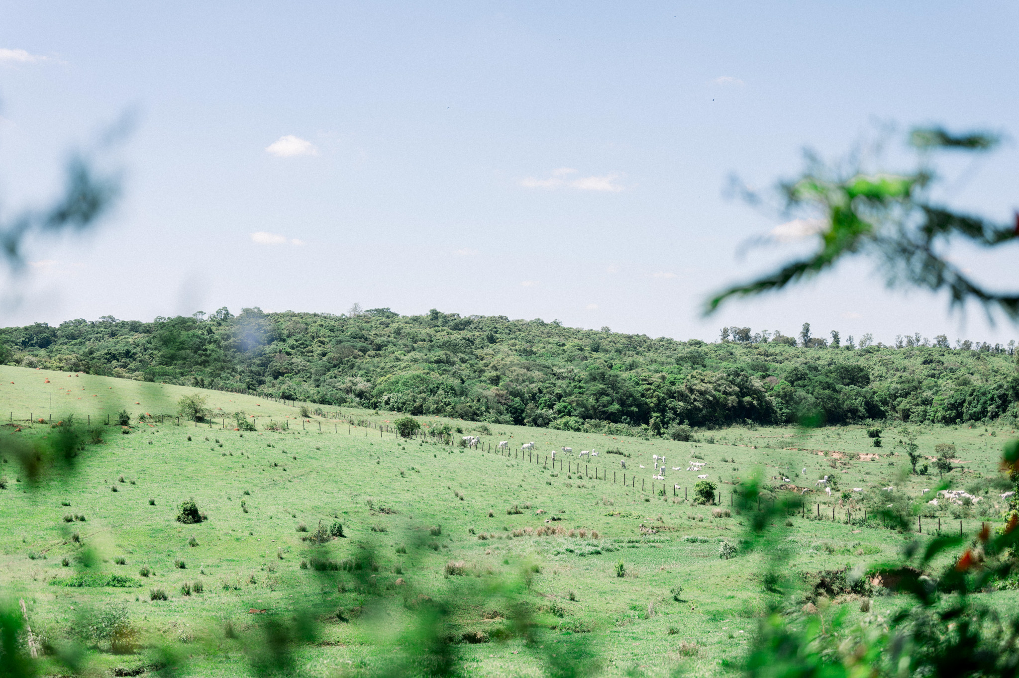 Allan e Danilo | Casamento minimalista na Fazenda Paraizo