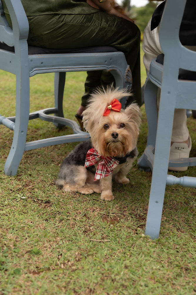 Feliz Natal e um lindo Ano Novo | Natal Noiva Ansiosa 2025