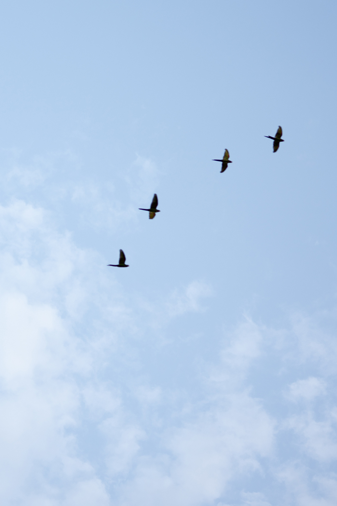 Fazenda da Mata por Joao Lamar - Noiva Ansiosa